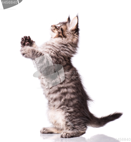 Image of Maine Coon kitten on white