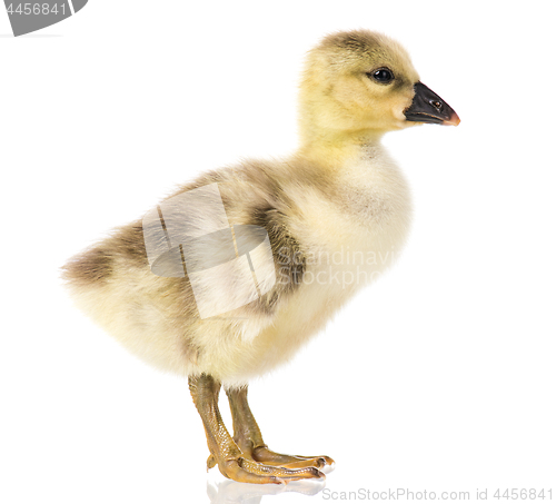 Image of Cute newborn gosling