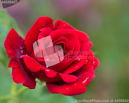 Image of Beautiful red roses