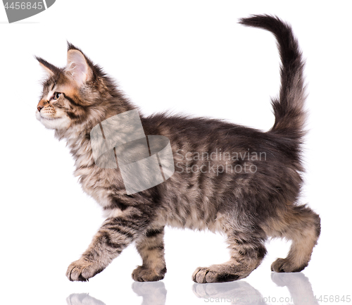 Image of Maine Coon kitten on white