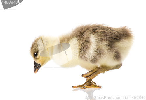 Image of Cute newborn gosling