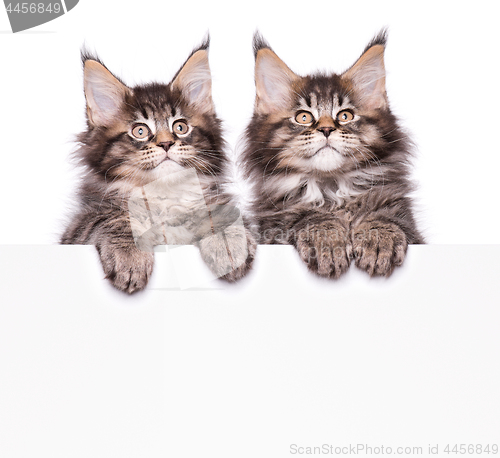 Image of Maine Coon kitten with blank