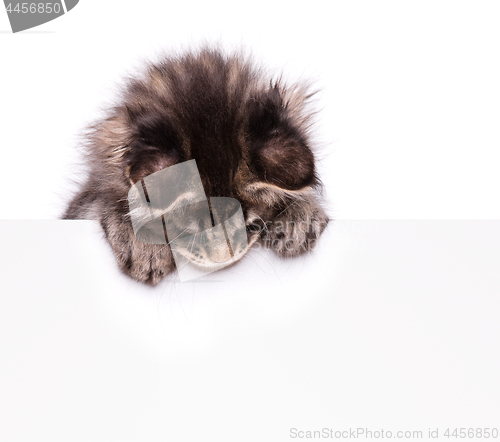 Image of Maine Coon kitten with blank