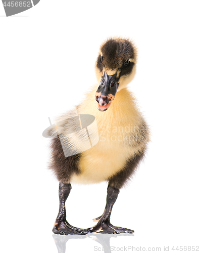 Image of Cute newborn duckling