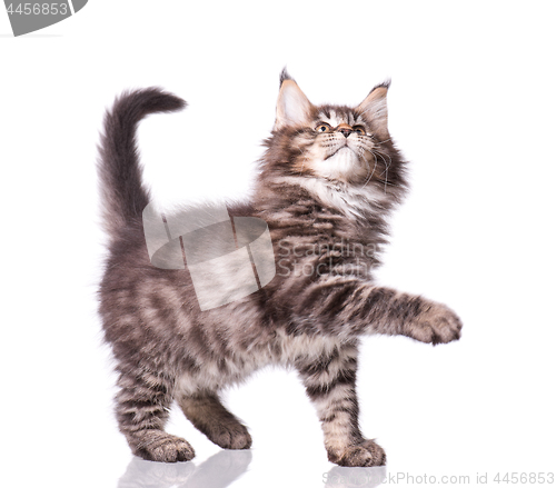 Image of Maine Coon kitten on white