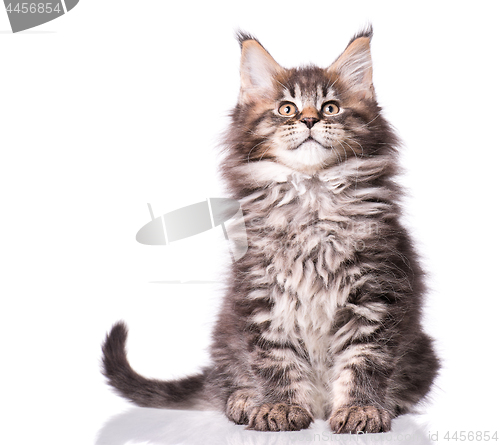 Image of Maine Coon kitten on white