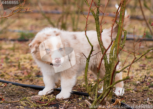 Image of Australian shepherd puppy