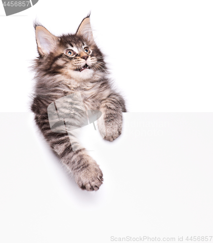 Image of Maine Coon kitten with blank