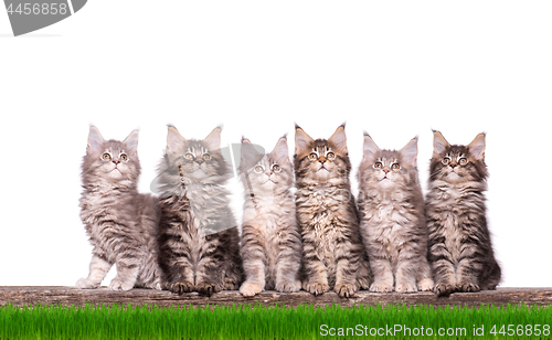 Image of Maine Coon kitten in grass