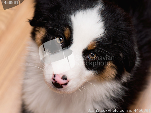 Image of Australian shepherd puppy