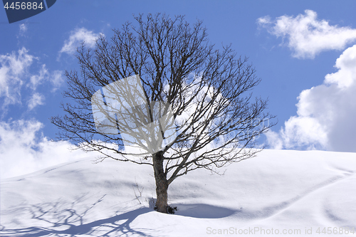 Image of Freestanding tree on winter field and blue sky