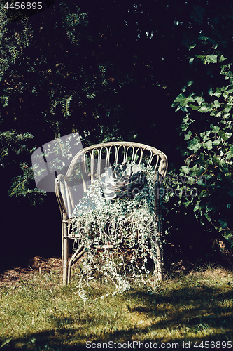 Image of Perennial plants in the chair