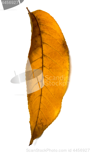 Image of Yellow autumn walnut (Juglans regia) leaf