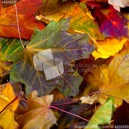 Image of Autumn dry maple-leafs