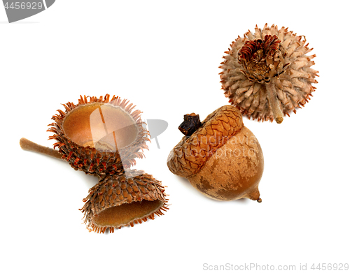 Image of Autumnal dry acorns from oak
