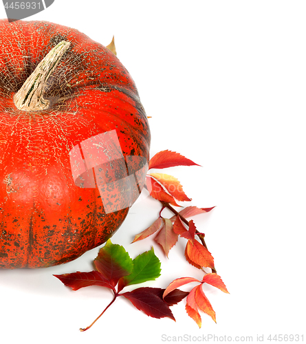 Image of Red ripe pumpkin and multicolor autumn grapes leaves