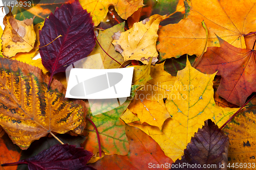 Image of Autumn leafs with empty greeting card
