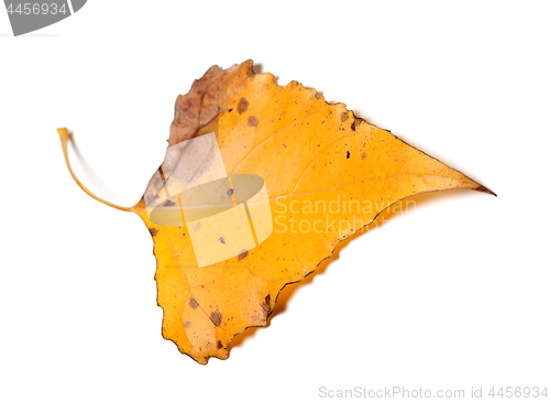 Image of Autumn yellow leaf of poplar
