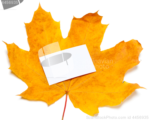 Image of Autumn yellow maple-leaf with white empty price card
