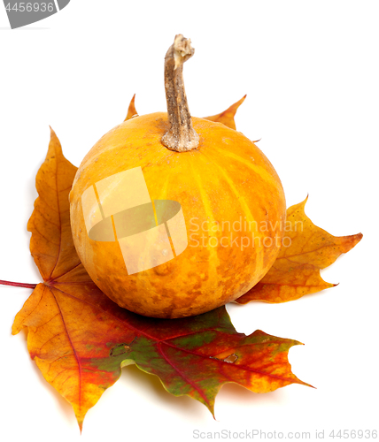 Image of Orange decorative pumpkin on autumn maple leaf
