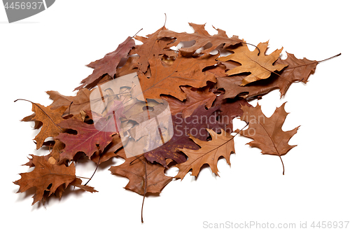 Image of Heap of autumn dried leafs of oak