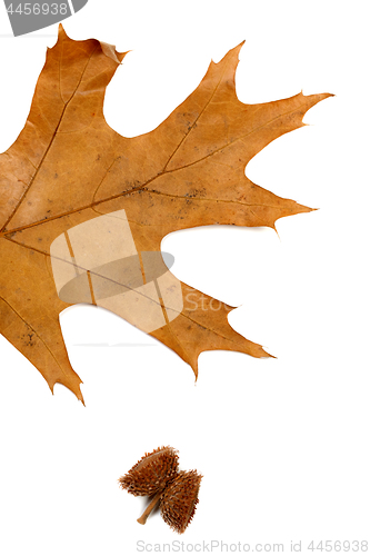 Image of Part of autumn dry leaf of oak and acorn