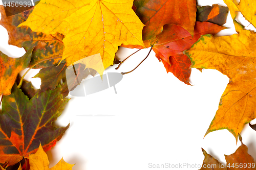 Image of Autumn multicolor dried maple leaves