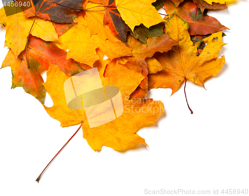 Image of Autumnal maple leaves