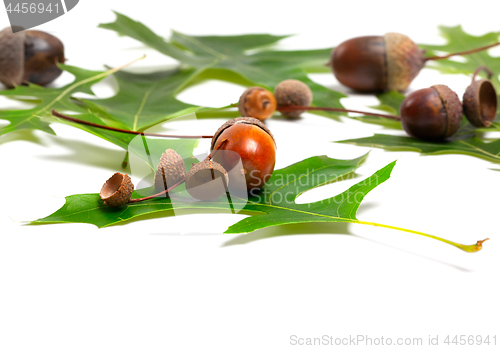 Image of Acorns and green leafs of oak 