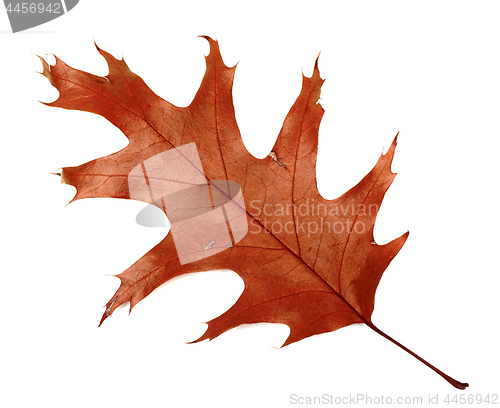 Image of Autumn dried leaf of oak