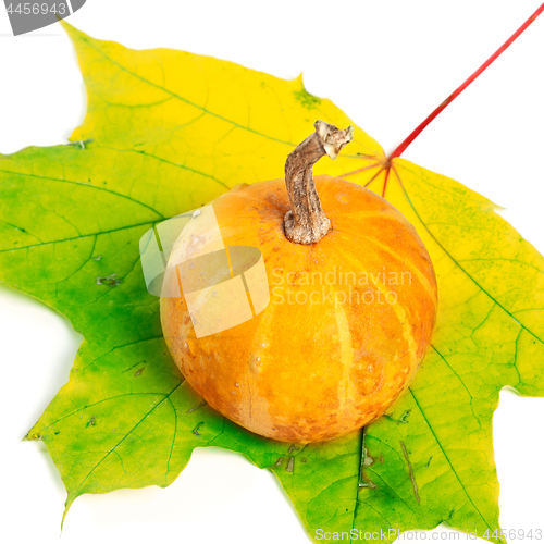Image of Decorative pumpkin on maple-leaf on white background
