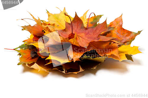 Image of Heap of autumn maple leaves