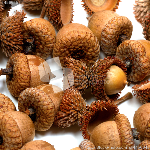 Image of Autumn acorns from oak on white 