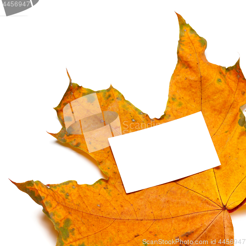 Image of Autumn dried maple-leaf with white empty card