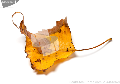 Image of Autumn yellow dry leaf of poplar