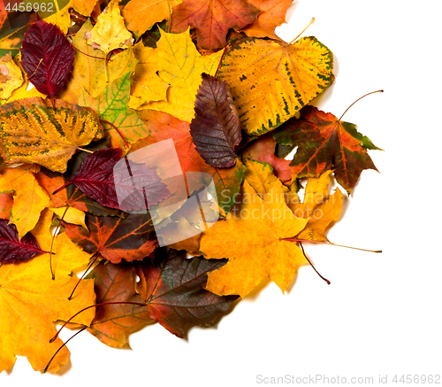 Image of Pile of autumn multi color leaves