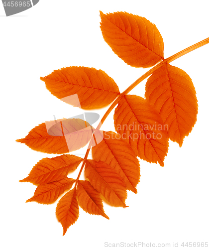 Image of Autumn rowan leaf isolated on white 