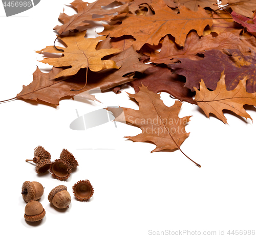 Image of Autumnal brown dry oak leaves and acorns