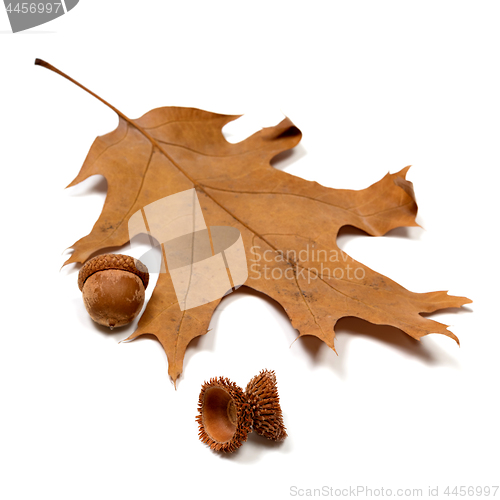 Image of Autumn acorns and dried oak leaf