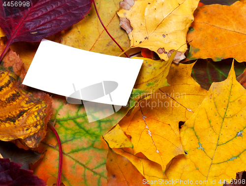 Image of Autumn leafs with empty card