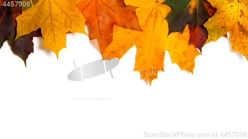 Image of Autumnal multi colored maple-leafs upside down