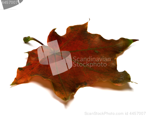 Image of Brown dry autumn maple leaf on white
