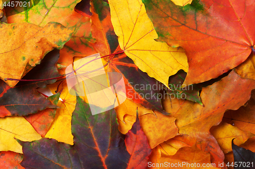 Image of Autumn multi colored maple leafs