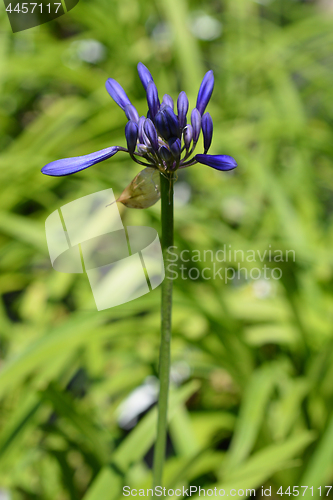 Image of African lily Northern Star