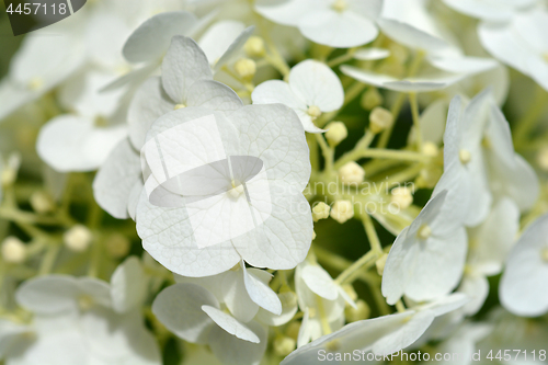 Image of Smooth hydrangea