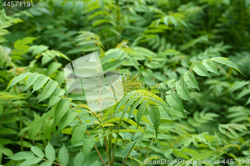 Image of Tree of heaven