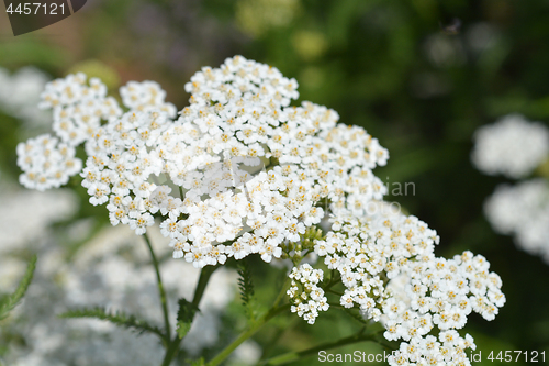 Image of Mountain yarrow