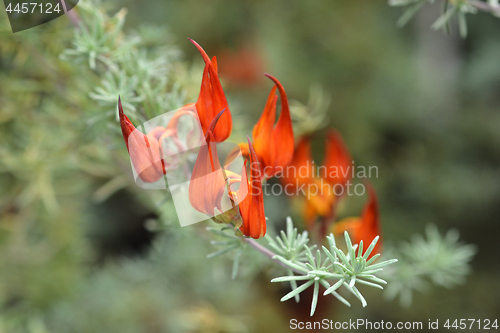 Image of Lotus Fire Vine