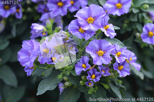 Image of Blue potato bush