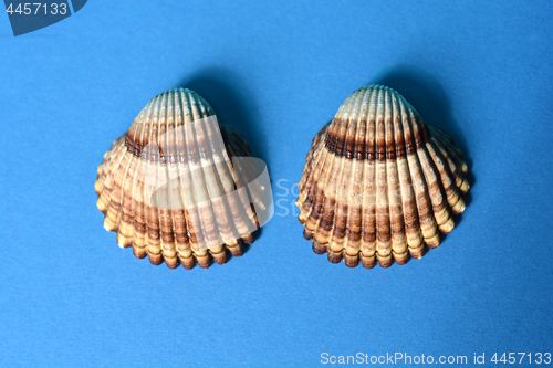 Image of Sea shells